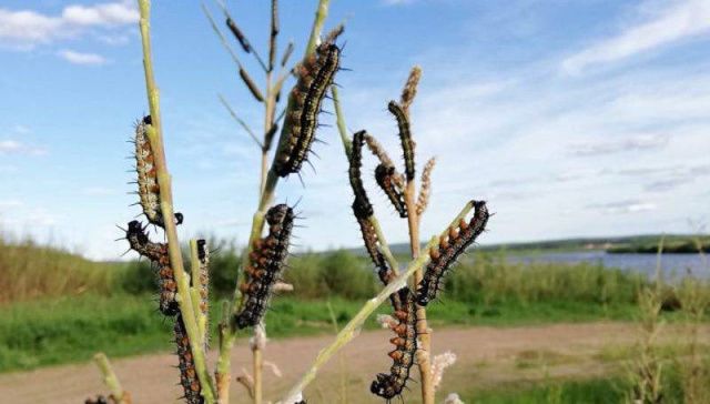 Минэкологии: информация о массовом распространении шелкопряда в Якутии недействительна