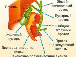 Почему желчь плохо выводит холестерин?