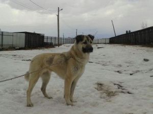 Пункт передержки животных в Якутске, возможно, будет закрыт из-за отключения электроэнергии