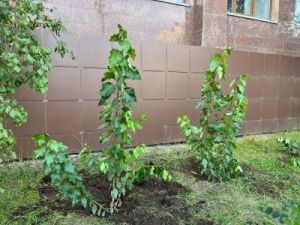 Фотофакт: у здания Ил Тумэн посадили саженцы тополей