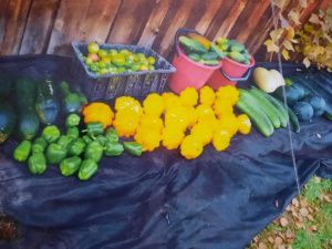 Пенсионерка из Якутии вырастила и собрала огурцы в апреле