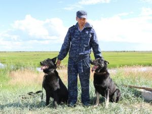 Полицейский и его четвероногий напарник:  Разговор с кинологом