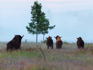 Якутские бизоны расселяются по России: 12 переехали на Ямал