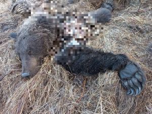 Разорванную тушу медведя обнаружили в пяти км от села в Верхневилюйском районе Якутии