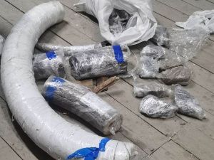 Выявлен крупный контрабандный канал поставки бивней мамонта