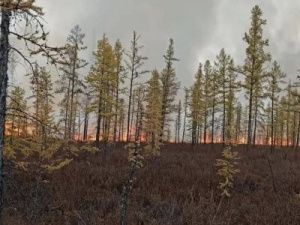 Федеральный штаб поручил трем регионам не снижать контроль за лесопожарной обстановкой 