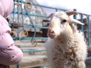 В Якутске отметили День сайылыка