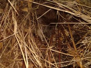 У здания ФСБ в Якутске была замечена огромная крыса