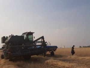 Селяне заготовили 65 процентов кормов от плана