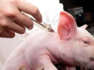 В Якутии принята Стратегия развития государственной ветеринарной службы