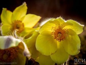 Нежный цветок весны. В Якутии сегодня отмечают День подснежника