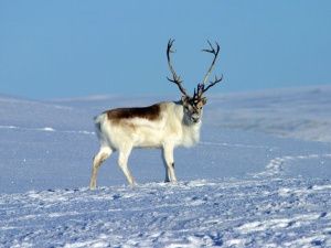 В одном из районов Якутии ввели режим ЧС из-за нашествия диких оленей