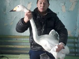 В Абыйском районе спасли раненого лебедя