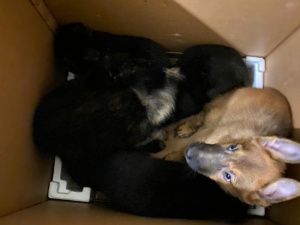 Жительницу Якутска оштрафовали за содержание 16 собак в комнате общежития