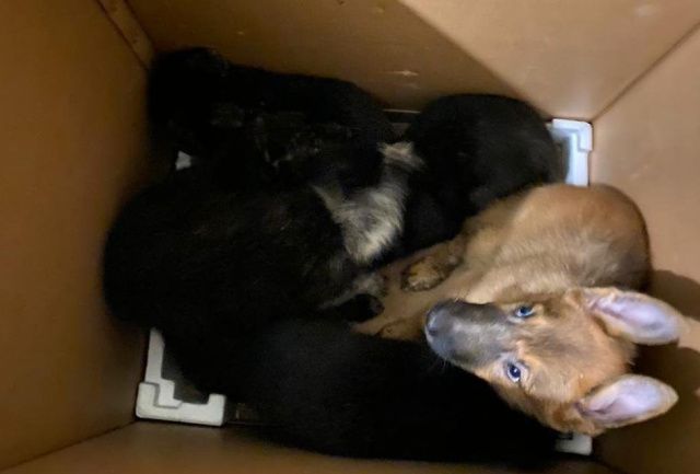 Жительницу Якутска оштрафовали за содержание 16 собак в комнате общежития