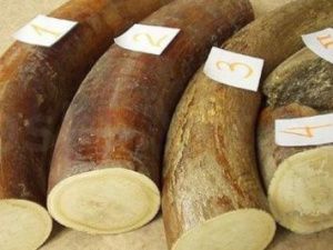 Пограничники возвратят изъятые бивни оленеводам после проведения экспертизы