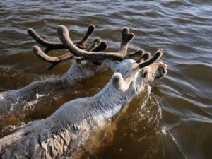 Власти Якутии выделят более 1,1 миллиарда рублей на развитие оленеводства