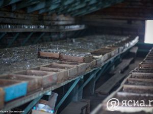 Джунгли в Якутии:  Северный ботанический сад собрал богатую коллекцию тропических растений