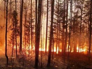 В Якутии действуют четыре крупных лесных пожара