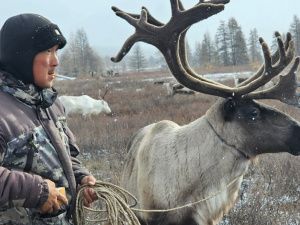 В Якутии проводятся мероприятия по осенней корализации оленей