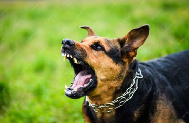 Собака напала на ребенка: Администрация Удачного выплатит компенсацию в размере 150 тысяч рублей