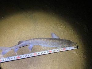 Житель Кобяйского улуса незаконно выловил девять осетров на 1,5 миллиона рублей. Рыбу выпустили обратно в реку