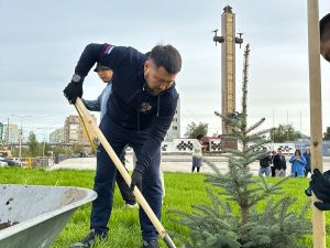 Голубые ели высадили на площади Победы в Якутске
