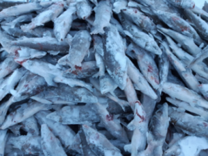 Вступил в законную силу приговор суда в отношении бывшего государственного инспектора по охране территории заповедника, признанного виновным в незаконной добыче северной рыбы