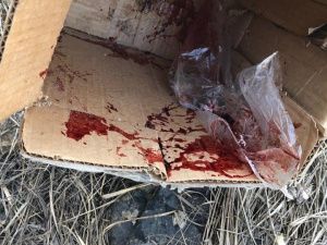 «Голов нет, но есть куча костей и перьев», — зоозащитница съездила в заброшенный гараж, где обнаружили останки собак