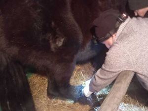 В Нюрбинском улусе ветеринар спас лошадь, которая поранилась об острый край профлиста