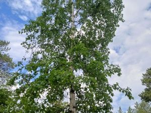 Завтра в Якутске ожидается жара до 31°С