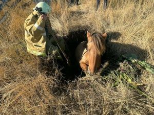 Лошадь провалилась в яму в поселке Нижний Бестях, ее достали пожарные