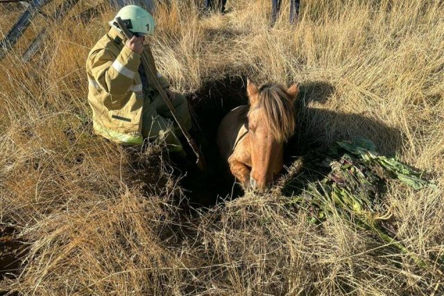 Лошадь провалилась в яму в поселке Нижний Бестях, ее достали пожарные