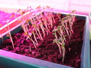 В Хангаласском районе Якутии школьники круглогодично выращивают овощи, цветы и ягоды