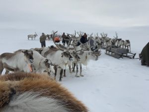 Оленевод с 28-летним стажем Роман Туприн: «Мы приобщаем детей к оленеводству с малого возраста»