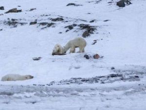 В заповеднике Якутии авиамониторинг численности белых медведей будут проводить ежегодно