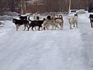 В поселке Чульман свора бродячих собак заполонила дорогу к детскому саду