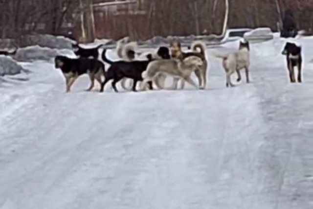В поселке Чульман свора бродячих собак заполонила дорогу к детскому саду