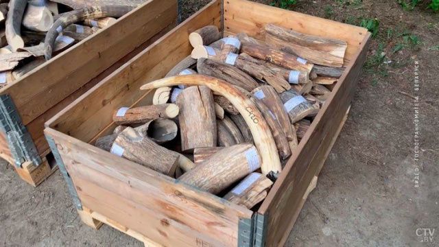 Контрабандисты вывозят тоннами бивни якутских мамонтов в Европу