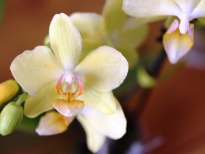 В ботаническом саду СВФУ открылась выставка-ярмарка редких орхидей