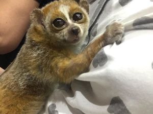 "300 животных хотят есть, а денег нет!". Якутский мини-зоопарк просит помощи