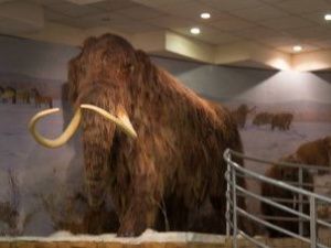 Международный мамонтовый форум пройдет в Якутии в 2022 году