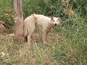В Якутске живодеры изувечили собаку