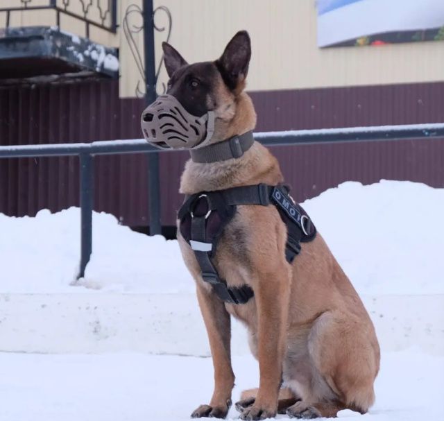 Служебная собака Ястреб из Якутского ОМОН претендует на победу в фотоконкурсе Росгвардии