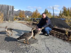 «Полицейские» гуси из Депутатского поселились в питомнике в Амгинском улусе
