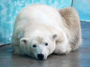Медведица Аяна, спасенная рыбаками в Якутии, поселилась в зоопарке Нижнего Новгорода
