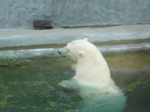 Белой медведице из Томпонского района, увезенной в московский зоопарк, выбрали имя