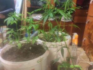 В Якутии накрыли домашнюю «плантацию» конопли