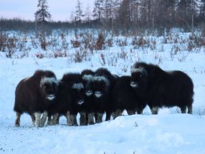 Будни обитателей Плейстоценового парка. Фотографии 