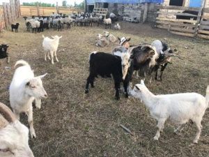 Афанасий Максимов:  «Когда меня «чудо-мэр» сделает почетным фермером?»